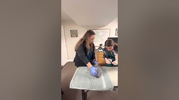 Restraining rabbit for injection