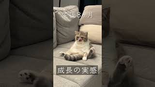 成長の実感 #shorts #エキゾチックショートヘア #cat #exotic shorthair