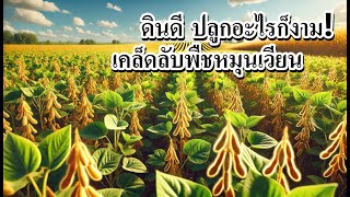 ปลูกพืชหมุนเวียนอย่างไร? ให้ดินดี ผักงามตลอดปี!