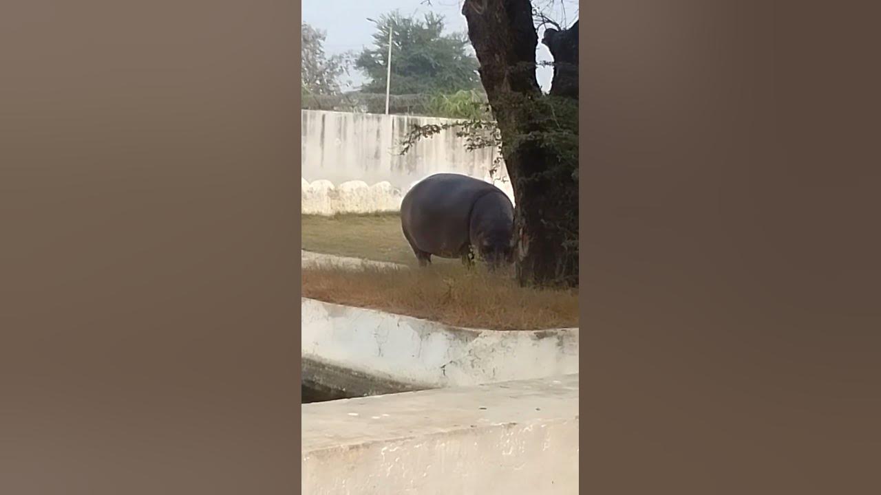 🦛 in gkp zoo amazing nice viralvideo YouTube