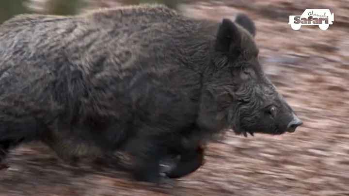 Wild boars shots only