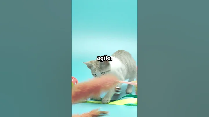 Watch the video about Amazing! Beautiful! Manx Cat!