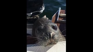 Unseen Close up of Gerald the seal. Seal jumps in boat continued