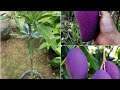 Apple plants harmon 99 Rad sandal