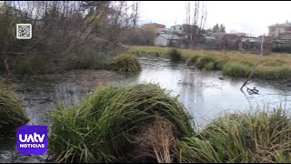 Plantas nativas para resguardar el "Menoko Tromen" de Temuco
