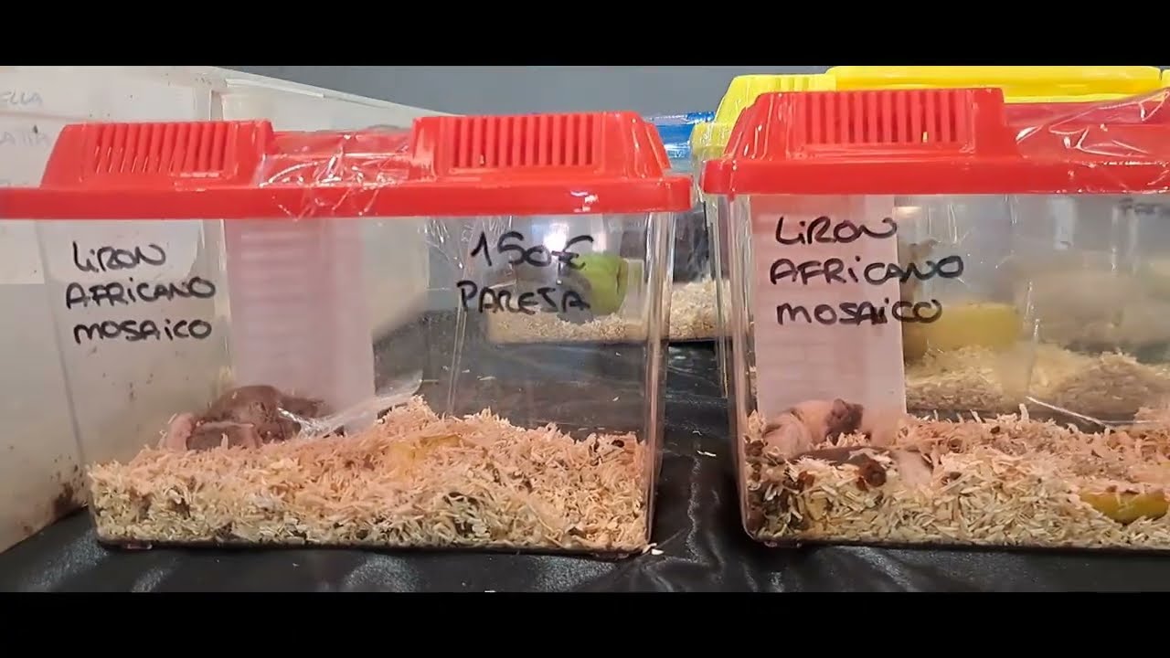 expo terraria Talavera de la Reina Sabado 7 de Septiembre de 2024