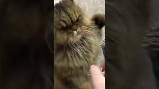 Шерстяной #fannyvideo #cat #кот #котик