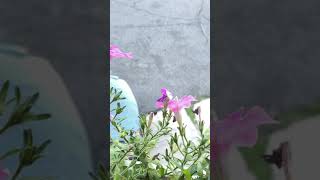 Bee  in slow motion with ncs Freak-show :)