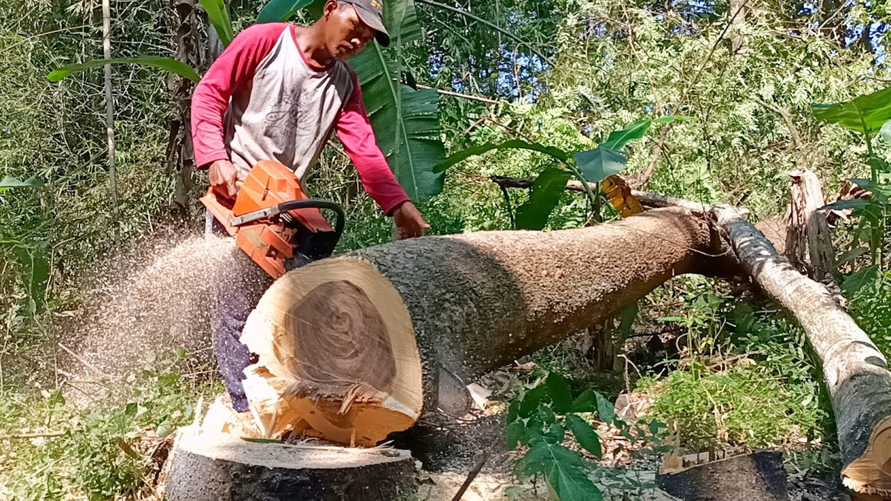 Cutting trees sticking power lines, Husqvarna 395xp chainsaw. - YouTube