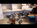 Чем кормлю голубей во время линьки