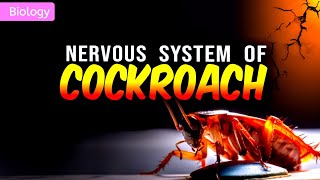 NERVOUS SYSTEM OF COCKROACH CLASS 11/NEET || 3D ANIMATION ||