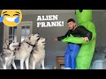 Pranking My Huskies With Alien Invasion! [HILARIOUS REACTION] [PRANK]