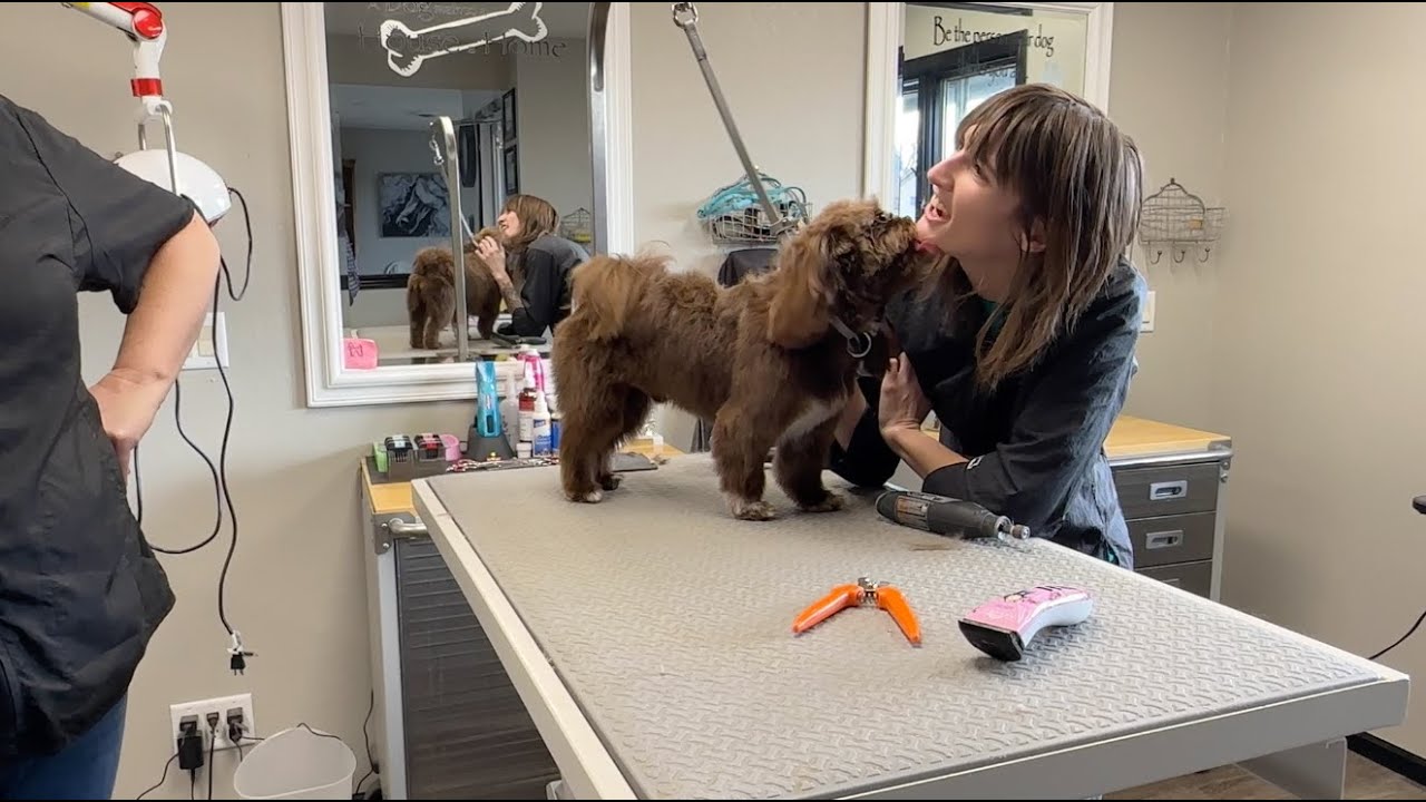Take A Look About Dog Grooming Arlington Va