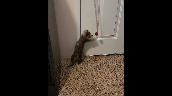 Video 3006311: bobtail kitten cat, bobtail kitty, kitten playing kitty, kitty enjoying