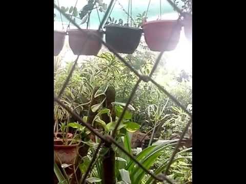 Kalpatru Nursery Gandhinagar You Kalpatru Nursery Gandhinagar You