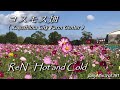 ReN - Hot and Cold(コスモス畑 - Kagoshima City Farm Center)/ βillyMix.Vol.191