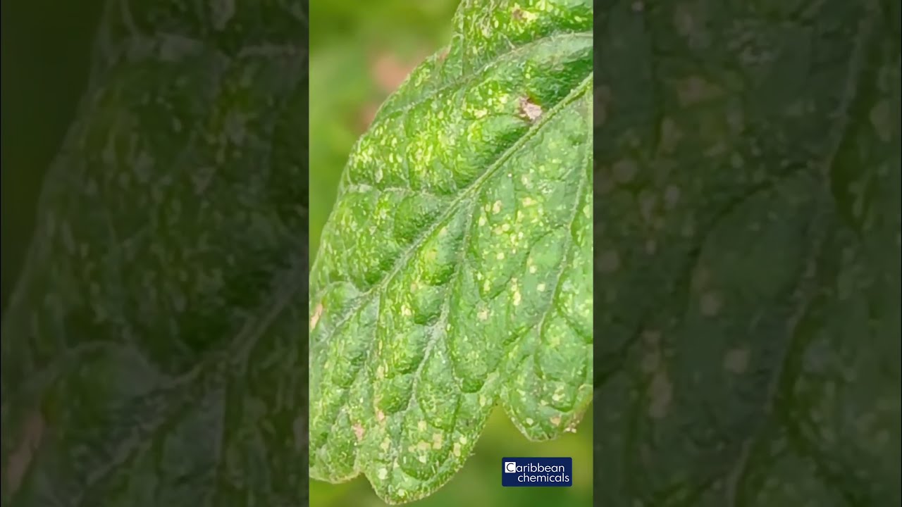 🚨 Tomato Alert: Red Spider Mites!