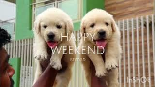 Golden retriever puppies -7013365251 #trendingshorts #dogbreed