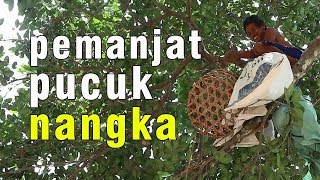 proses panen buah nangka salak dari pohon yang tinggi