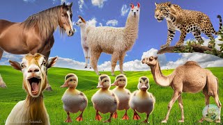 Lovely Animal Sounds: Lllamas, Horse, Goat, Camel, Duckling, Turtle  Animal Moments