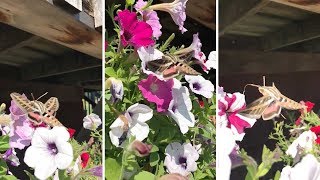 Beautiful Hummingbird Moth Extracts Nectar From Flowers