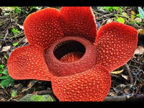 Βίντεο: Rafflesia Arnoldi και Amorphophallus Titanium - τα μεγαλύτερα λουλούδια στον κόσμο