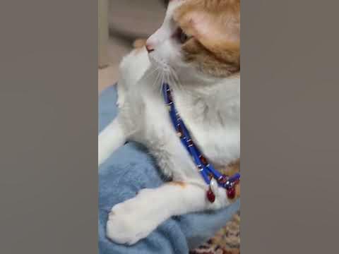 ожог роговицы #кот - YouTube