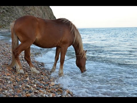Сельский туризм. Конный