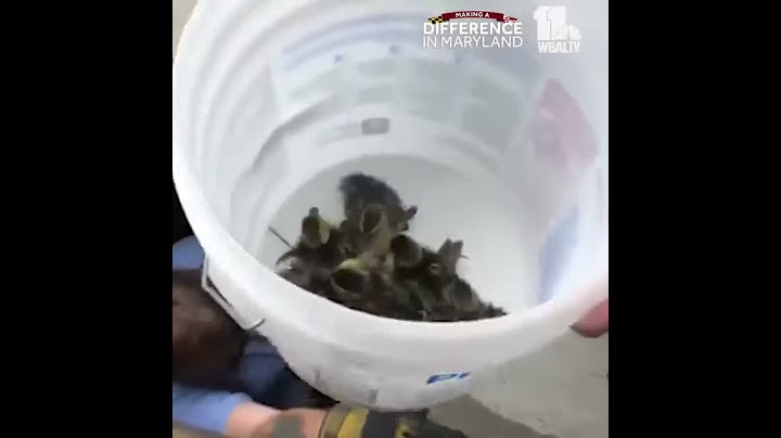 Baltimore firefighters rescue ducklings in storm drain