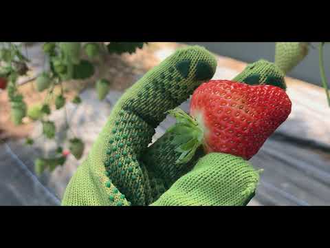 СБОР ЯГОД. КЛУБНИКА.СЕЗОННАЯ
