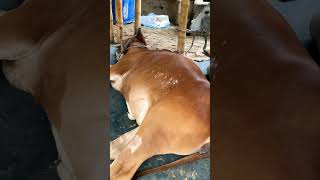 Download Lagu guru amba golu hamba গরু gorur video gaurav goru guru guru golu golu guru tiktok goro gaurav video MP3