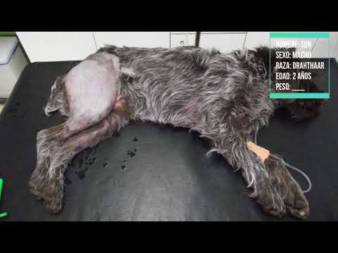 Video: Dogster Trauma: Dislocación De Cadera En Perros