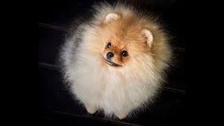 Sleepy Pomeranian spitz KIMI says - good morning to everyone!