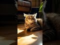 #asmr #cute #cozy #cat #cats #puppy