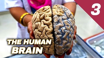 The Human Brain: How Does It Work? // Episode 03