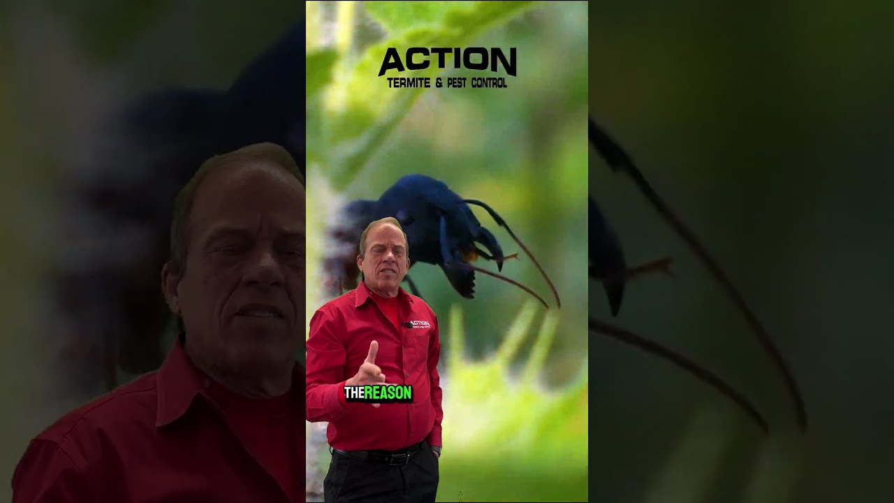 Are carpenter ants nocturnal? 