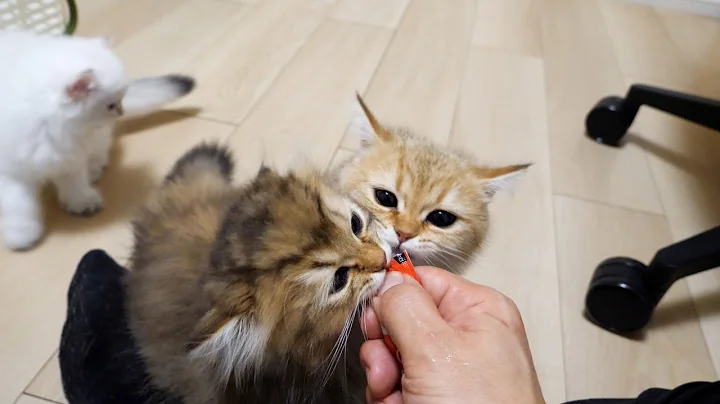 Video 11372551: munchkin british shorthair kittens, tiny british shorthair kitten, kitten fight, kittens fighting cute, kitten gently, kitten enjoying