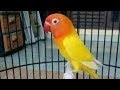 Lovebird Pastel Ijo Kepala Emas