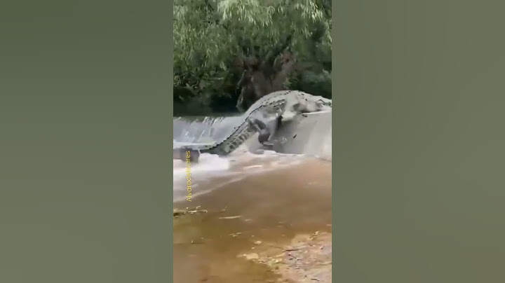 Impresionante cocodrilo escalando Río arriba#shorts #reels #tiktok#cocodrilo #cocodrilos cocodrilos