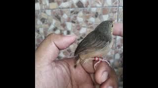 Ciri fisik Cigun Jantan Lolohan