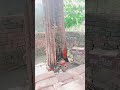 Mehandi lagao Mangal Gao