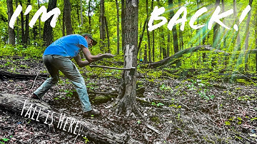 Felling Dead Dangerous Trees with an Axe and Saw!