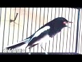 Pancingan Kacer Lelet Males Bunyi Langsung Nyaut Ngeplong Dengan Suara Kacer Gacor Ini Mp3 - Mp4 Download