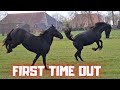 YAY! we can go to the pasture!! | Friesian Horses