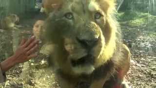 lion bioparco leonessa chiede aiuto leone contro cameraman