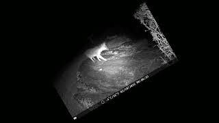 trail cam rock dinner plate 3 18 26 @steve-and-drones