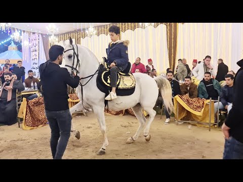 اصغر مدرب في مصر محمد هشام سرحان و قمرين حفلة مصطفى الدريني المنصورة ٢٠٢٣