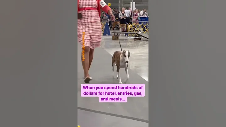 Show Dog Life - Whippet has me broke and happy #shorts