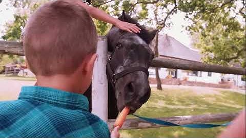 Team Together 2 Unit 5, Culture, Fun on the farm