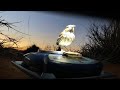 South African birds-cum-weight-watchers lark about in climate change study